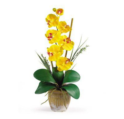 žlutá orchidej v hrnci