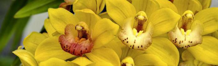 żółte orchidee