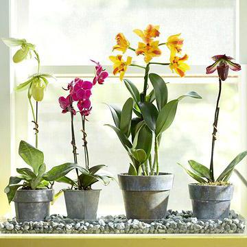 kwiaty phalaenopsis
