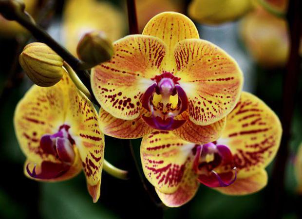 żółta orchidea, co oznacza