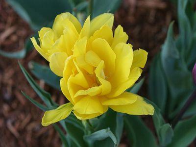 žuti tulipani