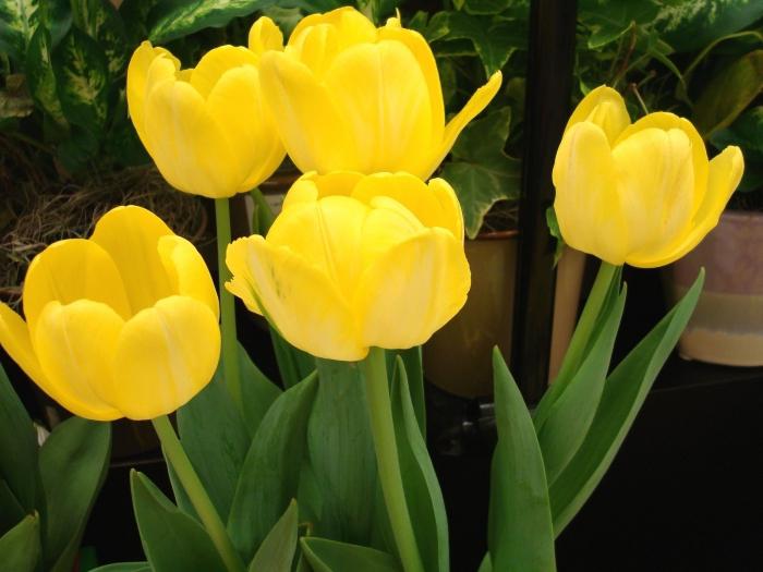 žlutý tulipán