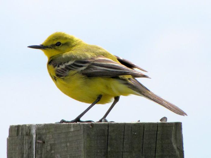 ptica žuta pruga