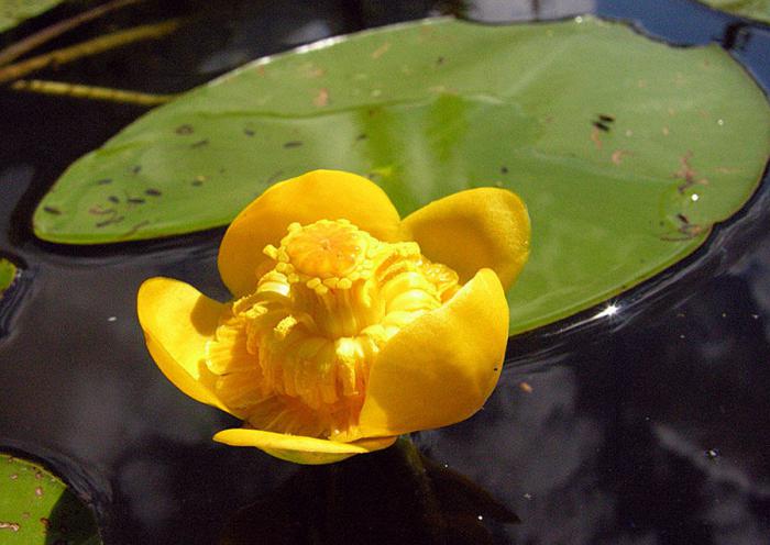 kde roste žlutá vodní lilie
