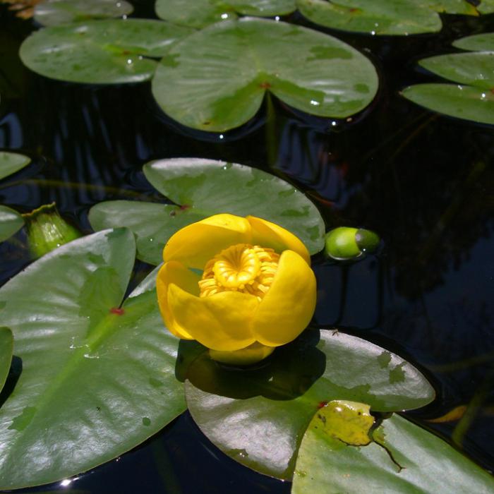 lilia wodna żółta