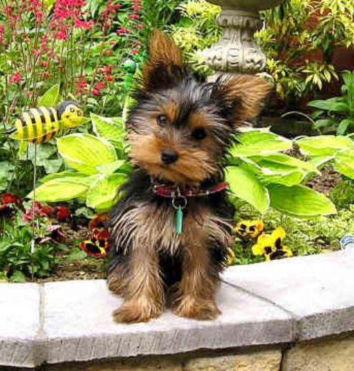 Yorkshire Mini Terrier