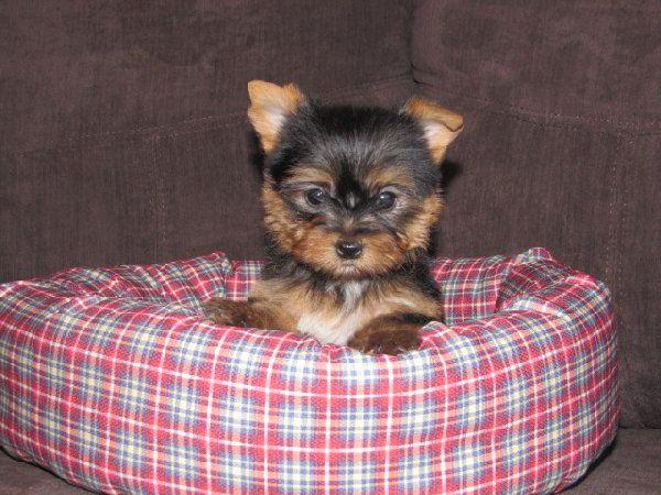 Yorkshire Terrier mini baby face
