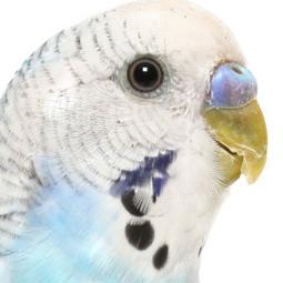 kako naučiti valovitog papagaja da govori