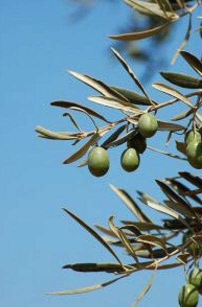 како се маслине разликују од маслина