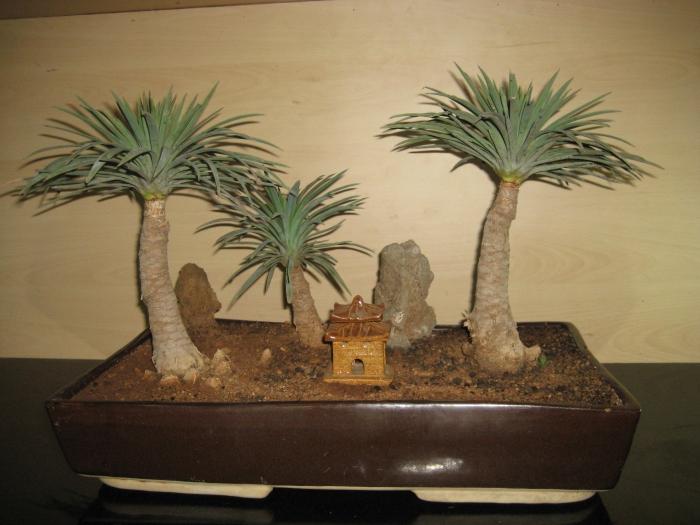 Rostlina Yucca