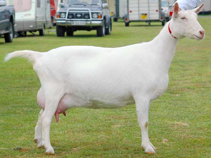Млечна пасмина коза Зааненска пасмина