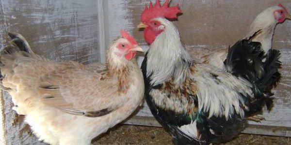 кокошки отглеждат характеристиките на ловите сьомга