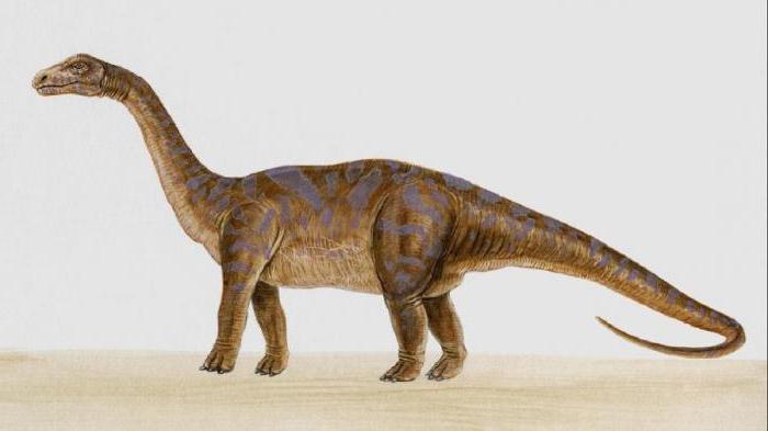 размери на динозаври