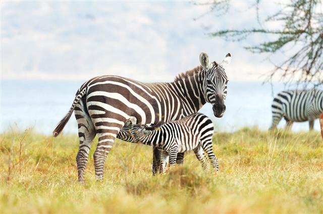 Zebra z dzieckiem