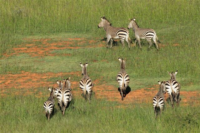 Obitelj Zebras