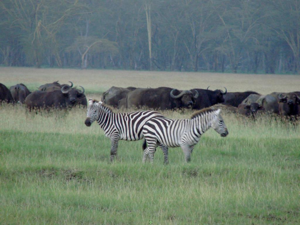 La fauna del Kenya
