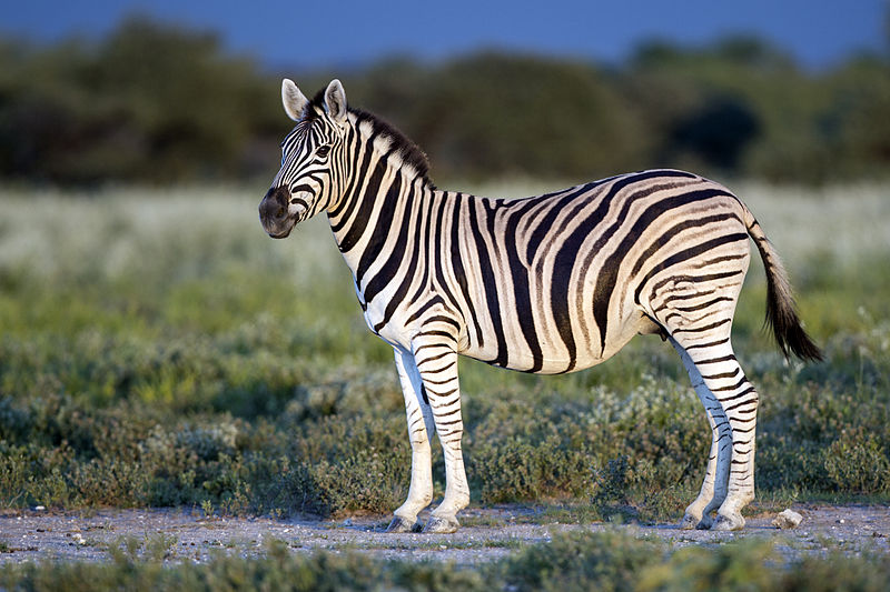 Burchellova zebra