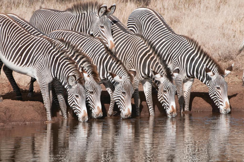Zebra grevy