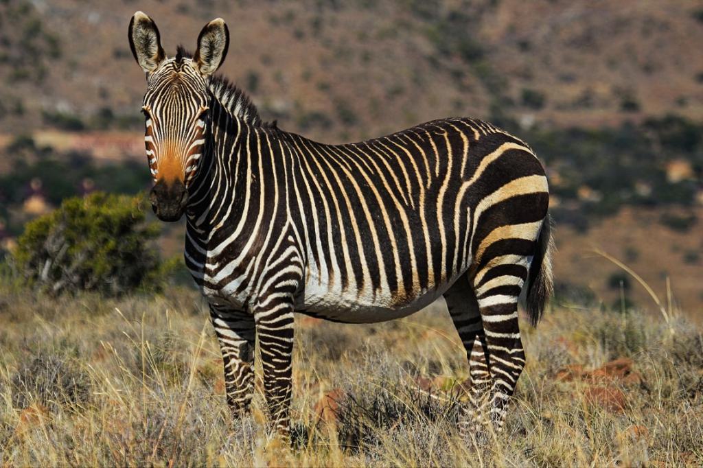 Zebra di montagna