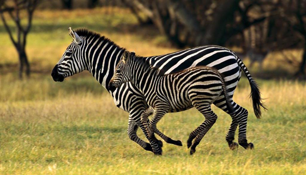 běh zebry