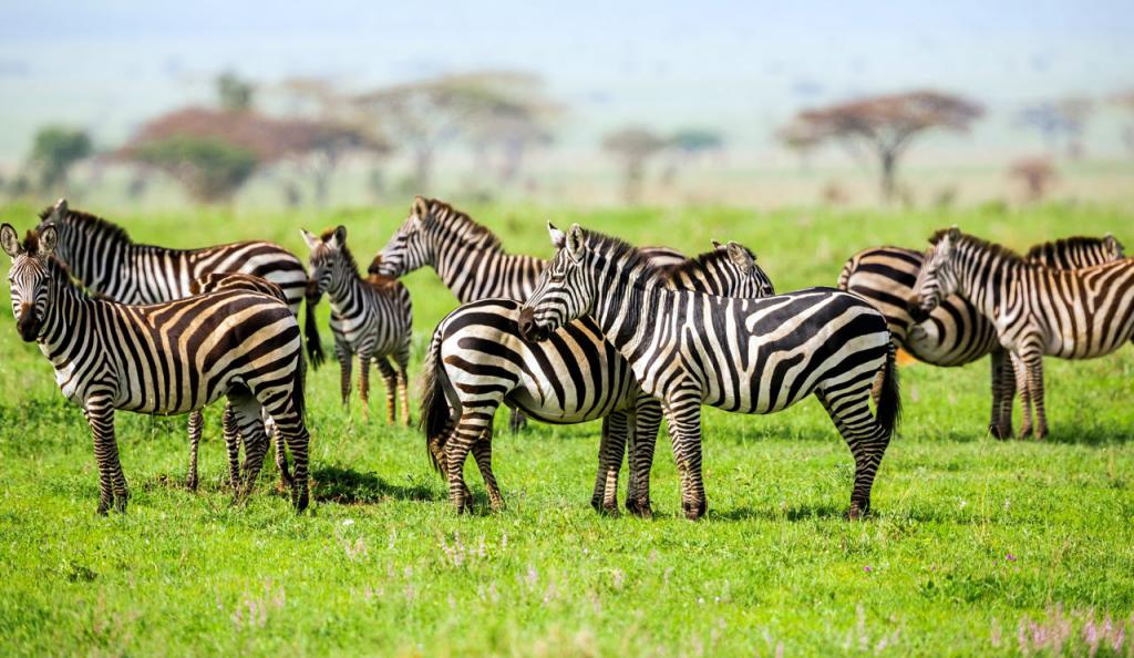 где зебра живи