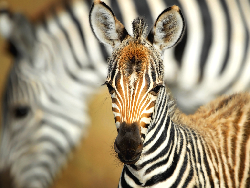 zebra mládě