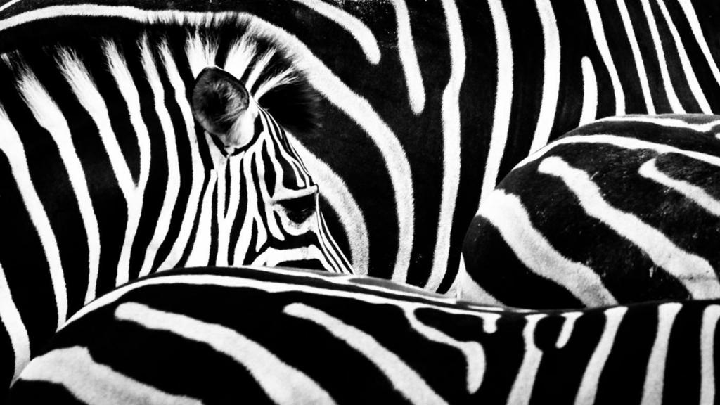zebra pruhy