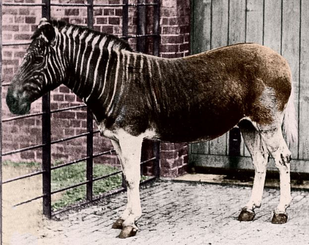 zebra quagga