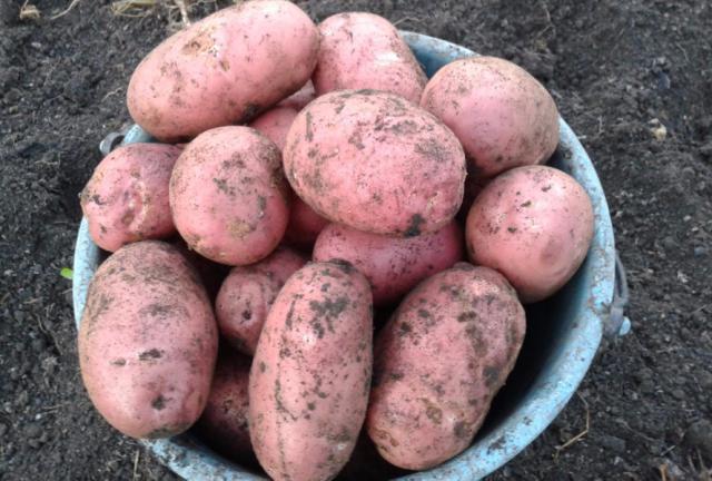 patata Zhuravinka varietà descrizione foto recensioni