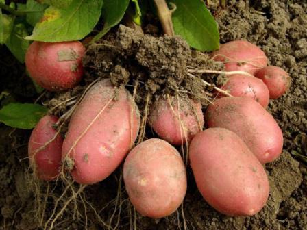 Zhuravinka krompir zgodnje sorte opis foto pregledi