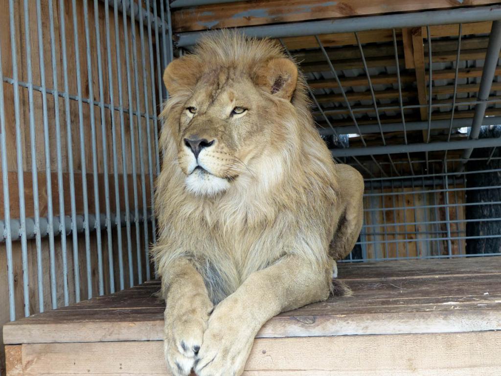 leone dello zoo di Tyumen
