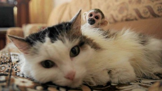 kočka a opice