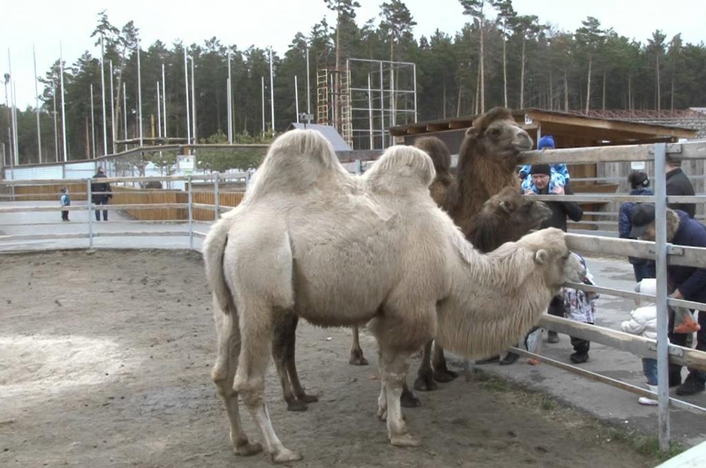 kamile u Tjumenu
