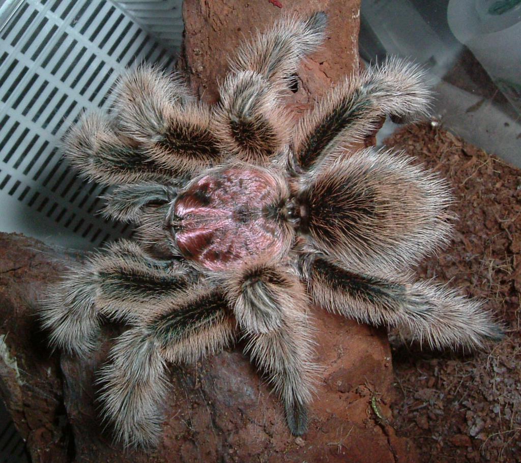 Chilijska różowa tarantula