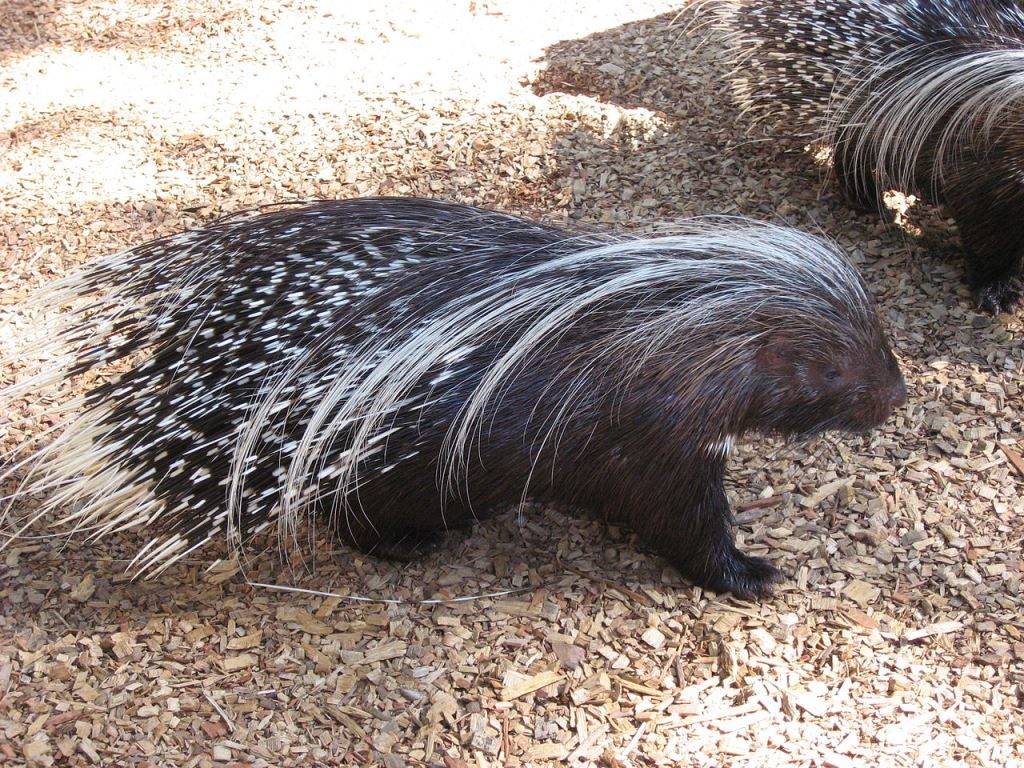 porcupine crested