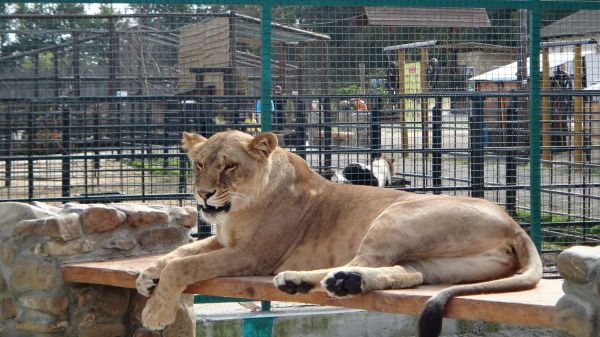 Зоолошки вртови у Низхни Новгород