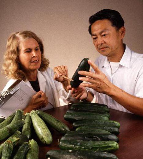 recenzje zucchini iskander