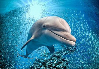 is-a-dolphin-an-animal_330_231.jpg